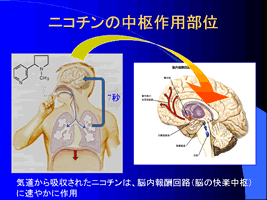 ニコチンの作用